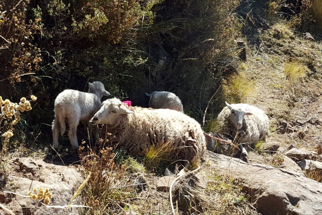 Puno / Peru - 8/4/15