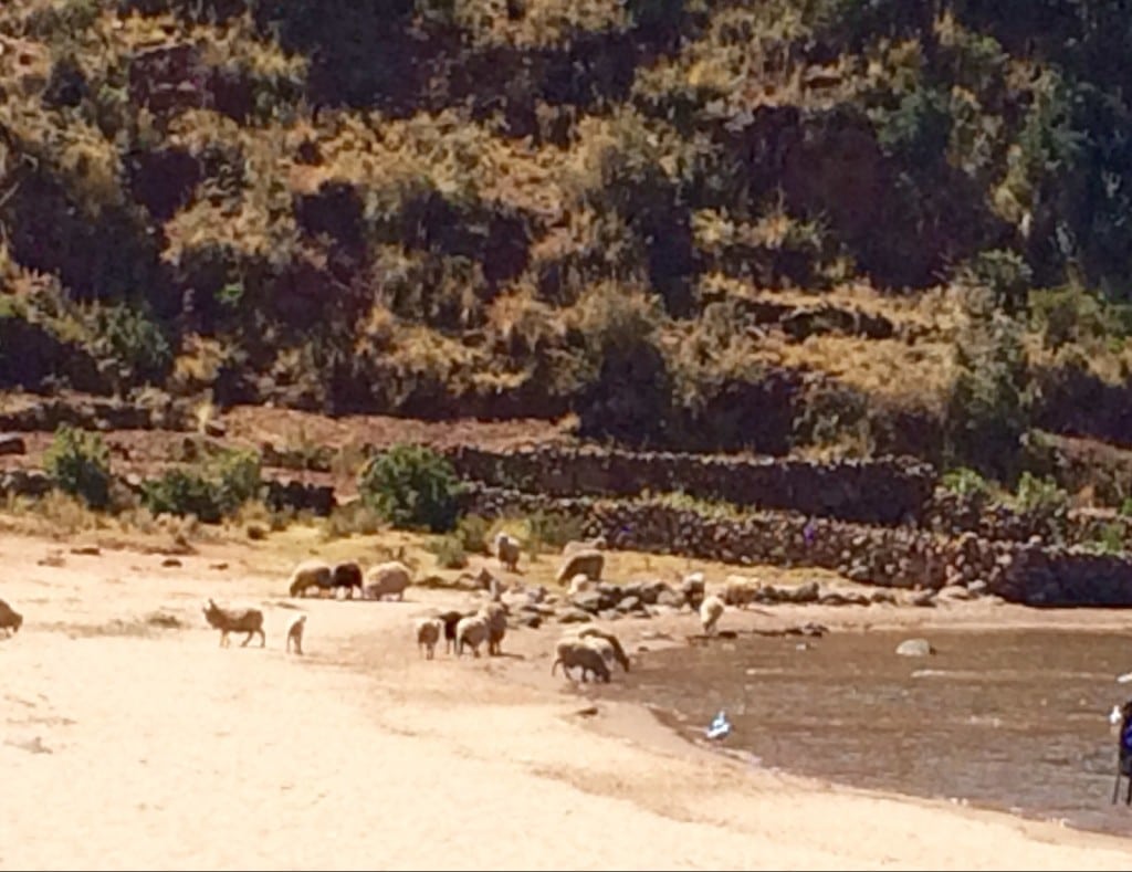 Puno / Peru - 8/4/15