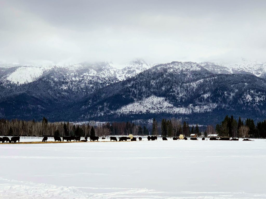 Travel With Me | Winter in Whitefish, Montana | EverydayAccountsBlog.com